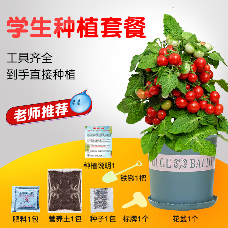 儿童种植小盆栽种子向日葵苗种孑草莓凤仙花种籽易活实验植物套装