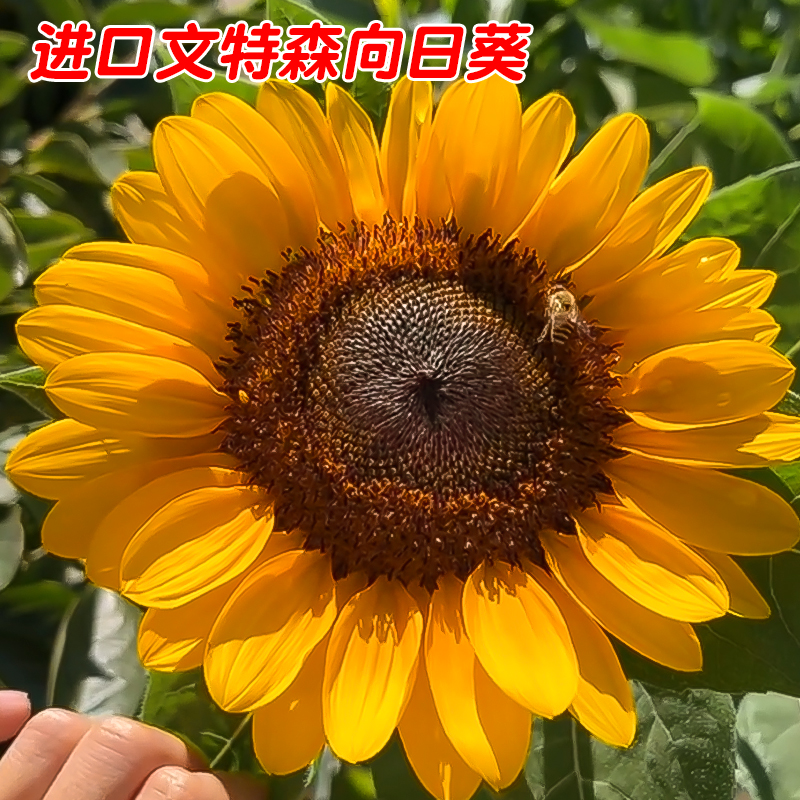 进口切花文特森向日葵种子