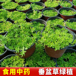 可食用垂盆草正宗中药材蛇丹草吊兰绿化垂盘草盆栽狗牙瓣养肝护肝