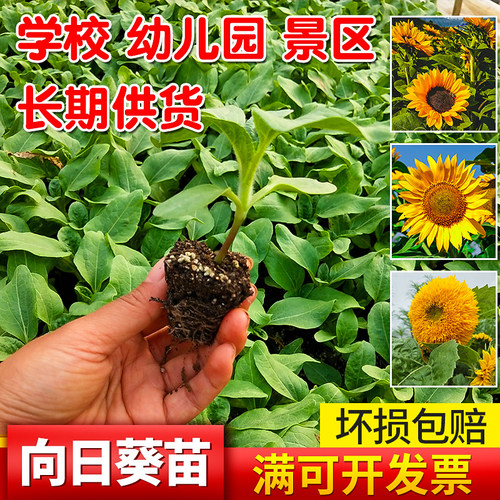 四季多头油葵绿植观花种子盆栽