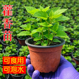藿香苗盆栽可食用新鲜香叶植物 庭院阳台庭院可种植 五香叶鱼香草