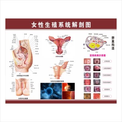 男女泌尿生殖器解剖图女性生殖系统图人体器官知识挂图广告贴纸