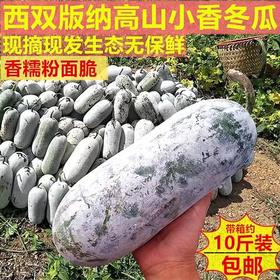 云南香冬瓜迷你老小冬瓜翠玉冰川挂霜高山农家糯面新鲜蔬菜当季