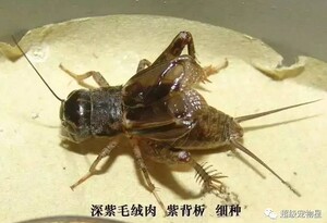 蟋蟀2023年现抓现发山东庆云野生蛐蛐牙大斗蟋蟀自抓活体 包邮