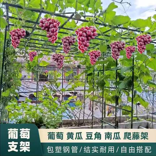 庭院葡萄专用架爬藤植物支撑架园艺花架花园阳台爬架黄瓜伸缩钢管