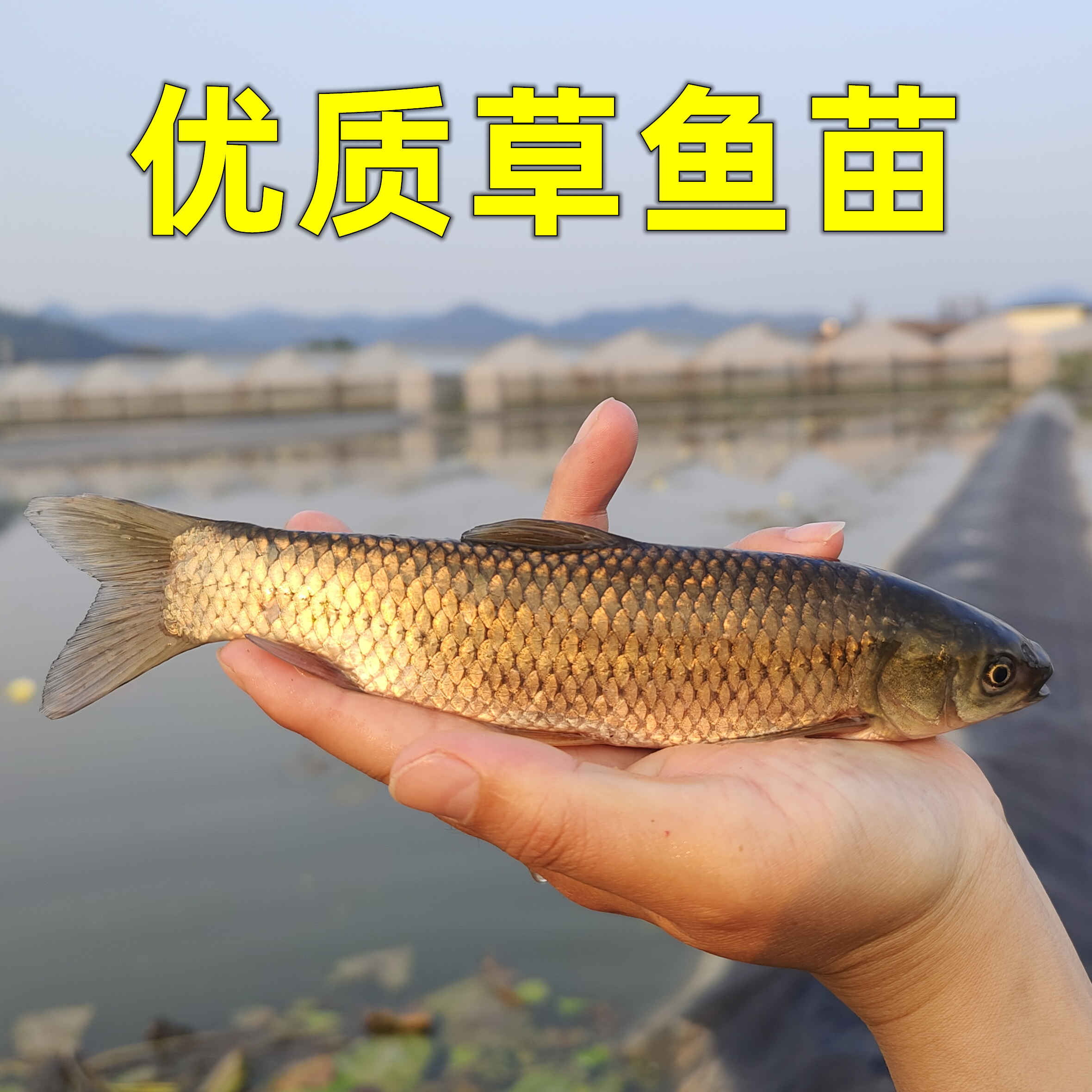 草鱼苗特大一斤半草鱼苗批发淡水养殖食用脆肉皖鱼好养小鱼苗活鱼