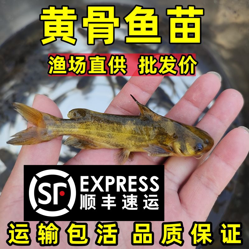 黄辣丁批发鱼苗黄骨鱼黄鸭叫昂刺鱼黄颡鱼苗淡水养殖食用黄丫头鱼