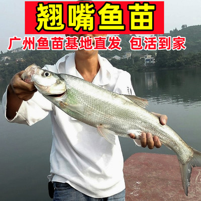 翘嘴鱼批发苗白条鱼苗淡水养殖食用米级翘嘴红鲌鱼鲜活凶猛大白刁