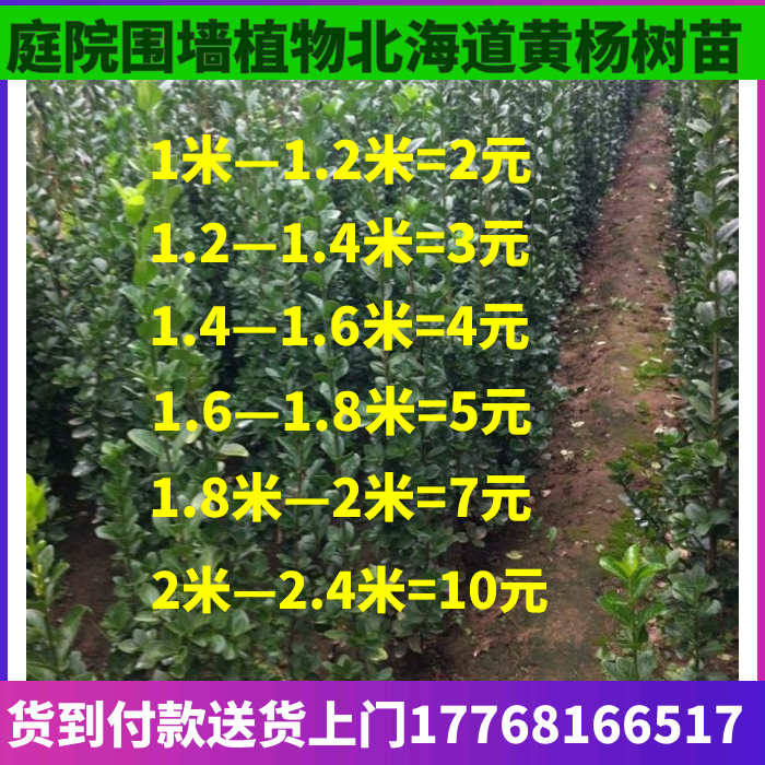 庭院黄杨庭院围墙黄杨篱笆冬青苗