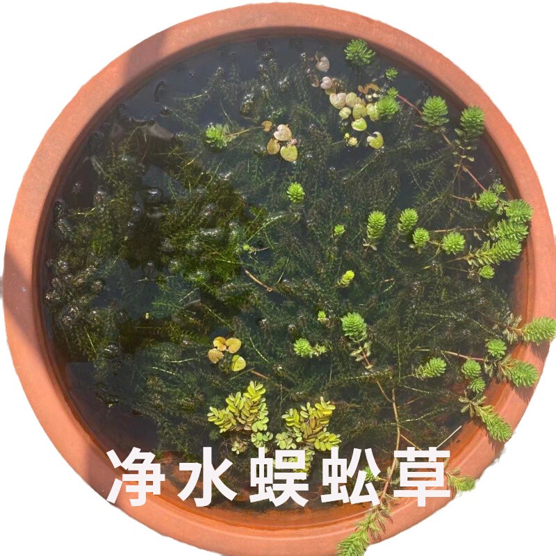 净化水质蜈蚣草鲜活水草淡水造景