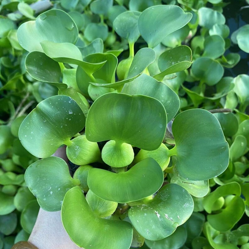 水葫芦水草种苗淡水植物造景净化水质鱼池养龟鱼塘浮萍浮莲水芙蓉