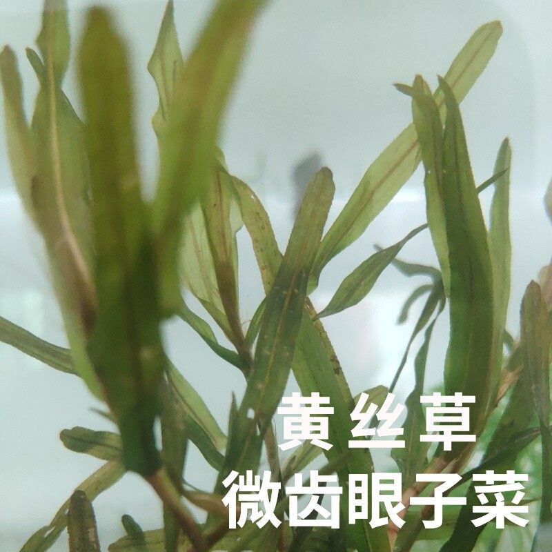 黄丝草微齿眼子菜活体真水草植物鱼缸水族箱四季淡水中后景造景