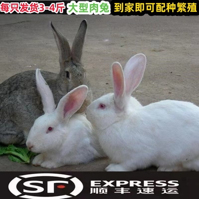大型肉兔子活物种兔家养公母繁殖青年兔新西兰比利时兔大兔子食用