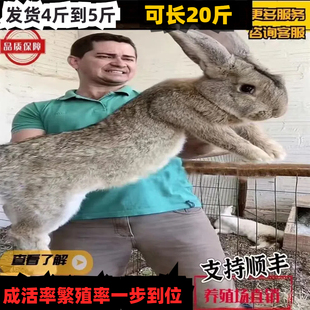 大型肉兔子活物家养成年种公兔青年比利时种兔公母一对活兔可繁殖