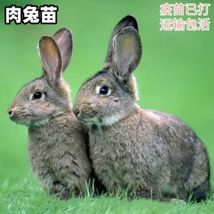 兔子活体大型肉兔子家养兔公母一对兔活苗小兔子比利时肉兔可食用