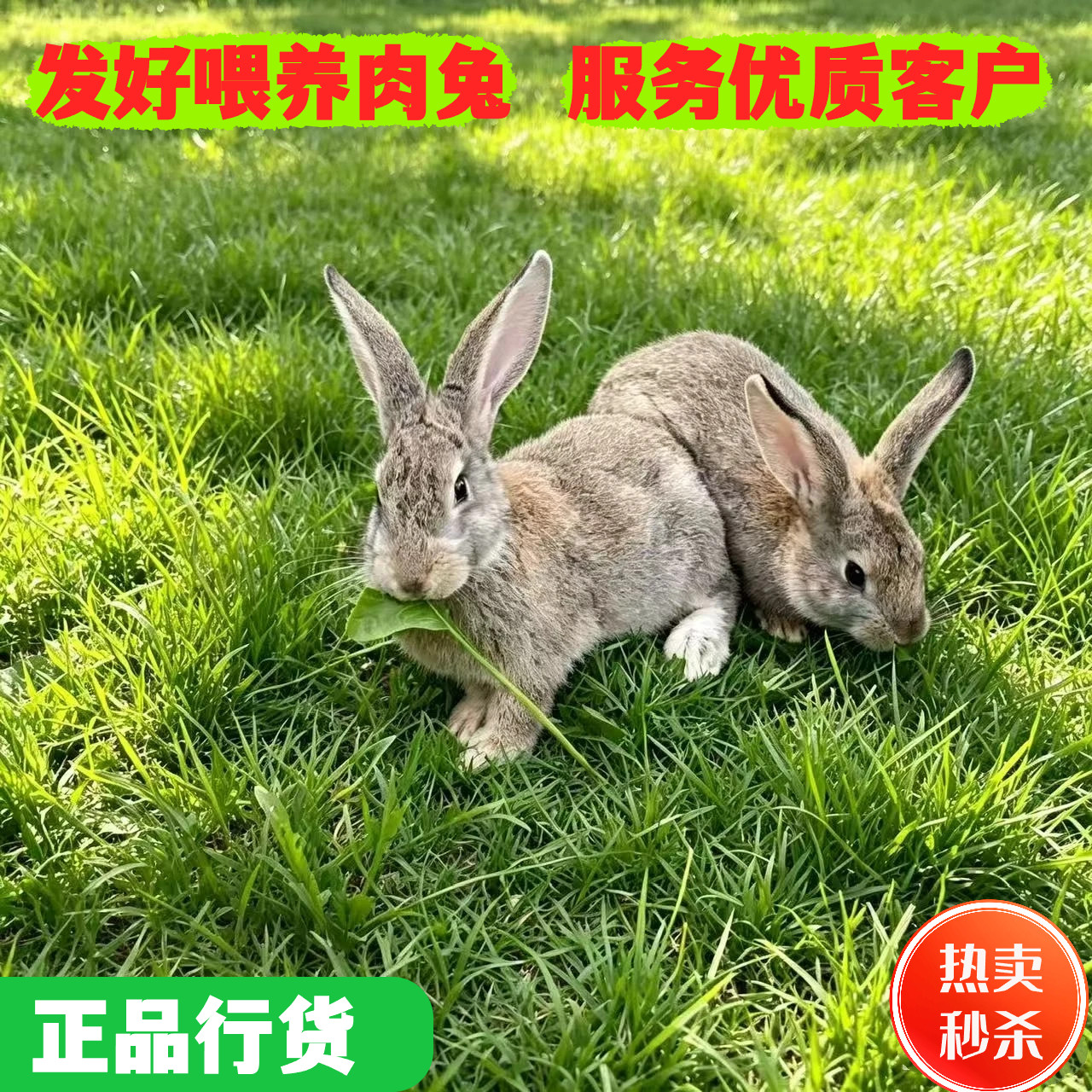 兔子活体比利时肉兔家养种兔一对好喂养小兔苗大型成年兔繁殖吃肉