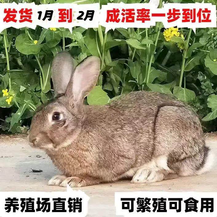 兔子活物家养大型肉兔公母一对幼兔