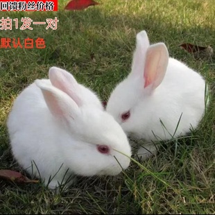兔子活物新西兰白兔家养兔公母一对幼仔大型肉兔可繁殖兔活苗批发