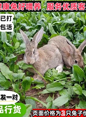 兔子活物家养兔公母一对幼仔比利时大型肉兔可繁殖食用兔活苗包邮