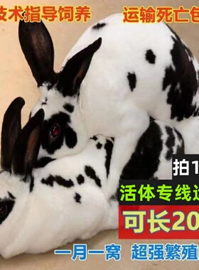 兔子活物家养兔公母一对幼仔花巨兔大型肉可繁殖可食用兔活苗包邮