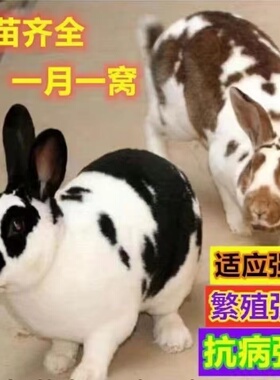 兔子活物花巨兔大型肉兔活体公母一对种兔青年成年兔可繁殖可食用
