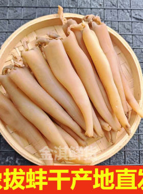 当季货丹东特产象拔蚌干大号中号