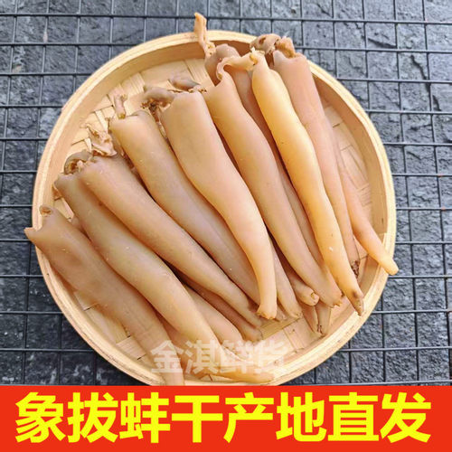 当季货丹东特产象拔蚌干大号中号