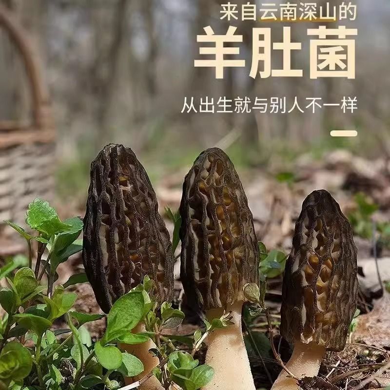 2024头茬羊肚菌干货3-6精选家庭装菌菇汤料煲汤食材