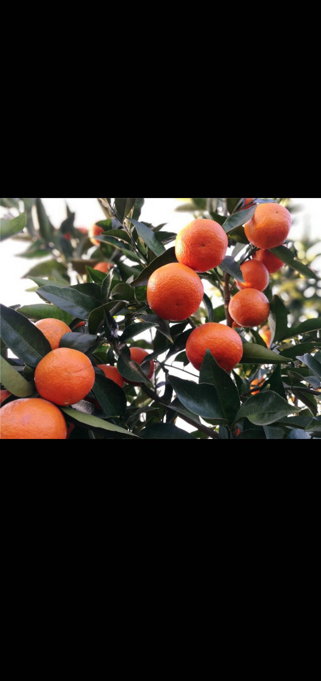 世纪红美国糖橘新鲜水果5斤装现摘现发