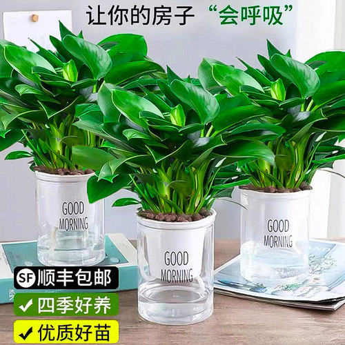 金钻盆栽绿萝箩室内植物花卉绿植