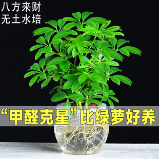 鸭脚木盆栽招财树水培植物八方来财七叶莲室内绿植花卉发财树水养