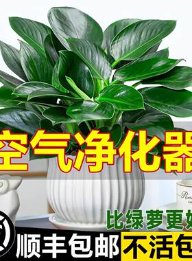金钻盆栽植物铂黄葛箩水培