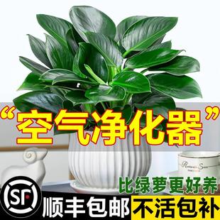 金钻盆栽植物铂金钻黄金葛箩水培大叶绿植多肉办公室内懒人好养花