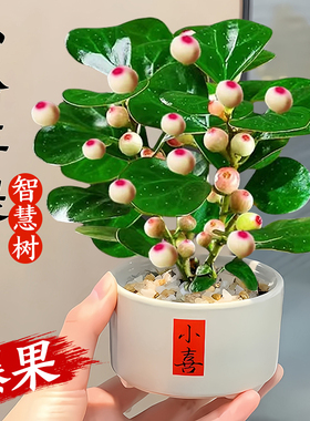 小盼菩提树盆栽带果办公室桌面中式禅意绿植室内小盆景四季好养活
