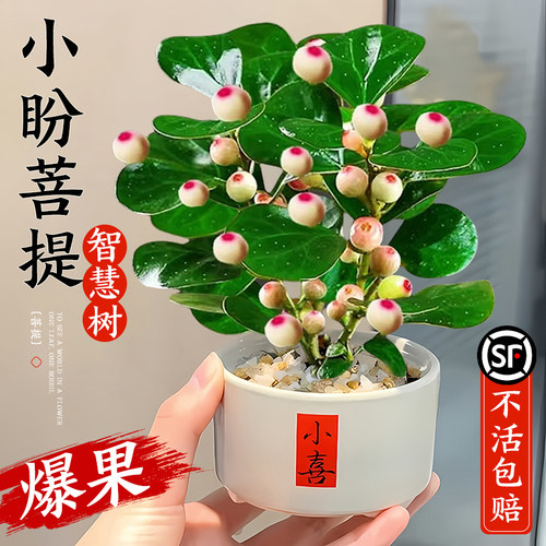 小盼菩提树盆栽带果办公室