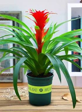 鸿运当头盆栽室内水培绿植四季开花好养发财树植物红掌苗客厅花卉
