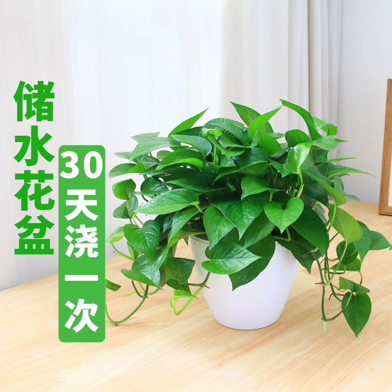 水培发财树绿植办公绿萝盆栽新房