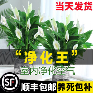 白掌一帆风顺盆栽水培植物绿萝箩花卉室内花绿植红掌发财树