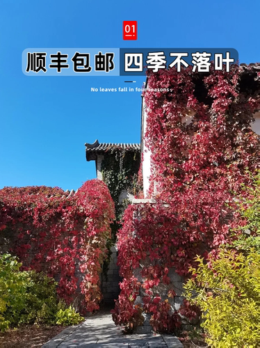 爬山虎藤植物四季花苗三叶五