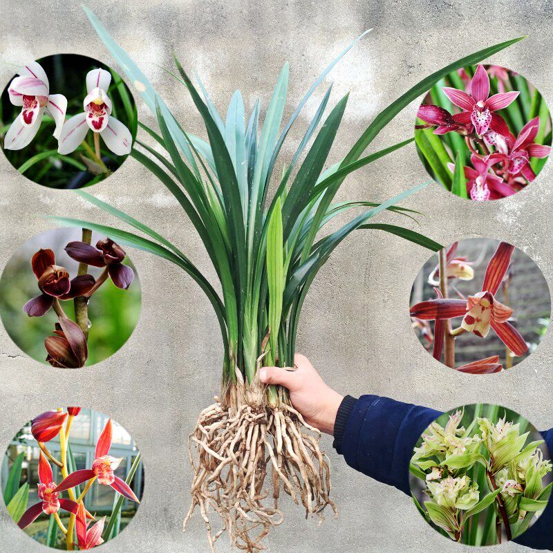 兰花苗盆栽植物浓香型带花苞名贵墨兰建兰室内外四季花草花卉