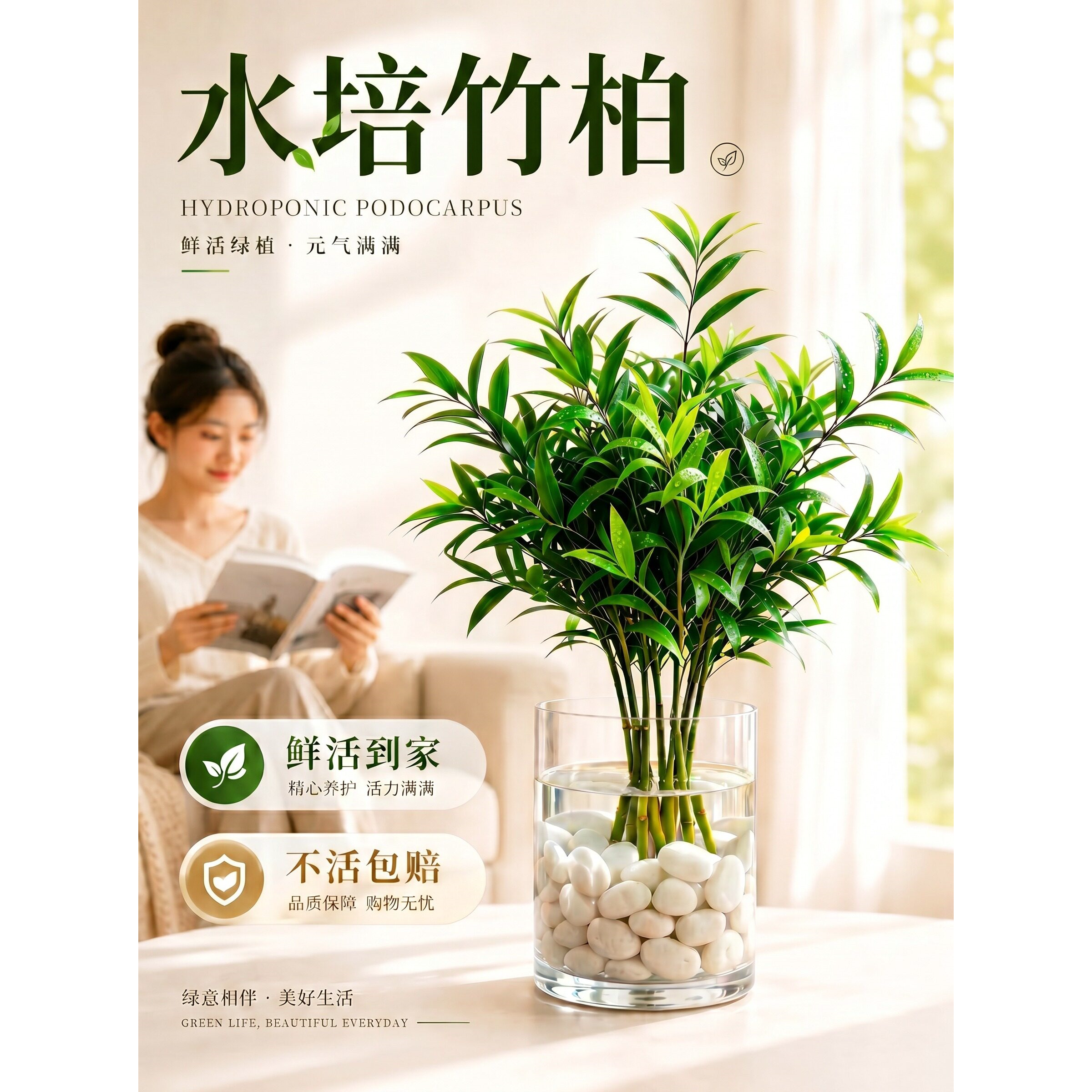 驱蚊竹柏水培植物办公桌面大颗水养绿植室内卧室竹子盆栽四季常青