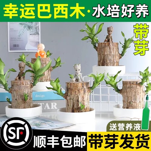 水培巴西木水养幸运木开花格鲁特