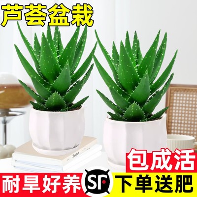 芦荟盆栽室内除甲醛净化空