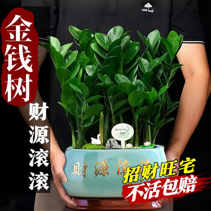 金钱树盆栽客厅大棵摆件圆叶招财旺宅绿植花卉室内水培植物发财树