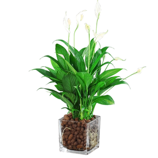 白掌绿植一帆风顺盆栽水培植物办公室内花卉红掌好养易活开花