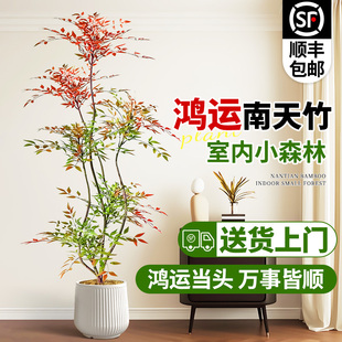 造型南天竹真树盆栽客厅大型绿植物办公室内火焰老桩好养四季常青