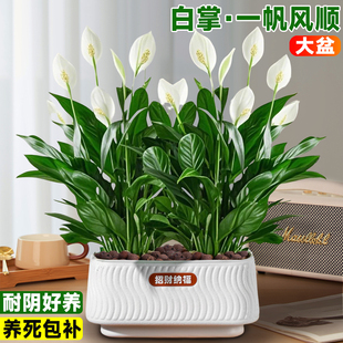 一帆风顺盆栽白掌绿植带花苞水培植物办公室内红掌花卉花好养易活