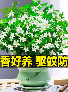 九里香盆栽茉莉花绿植室内