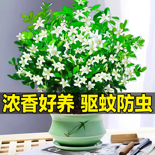 九里香盆栽茉莉花绿植室内驱蚊四季带花苞七里香水培盆景开花植物