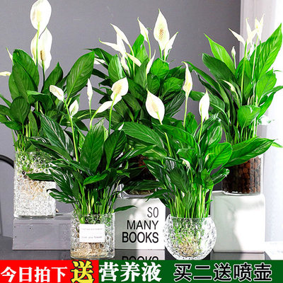 白掌盆栽一帆风顺带花水培植物办公室四季内花卉好水养的绿植红掌 虎窝淘